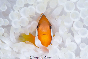 Living in the White/Tomato Anemonefish/Ishigaki, Okinawa,... by Yuping Chen 